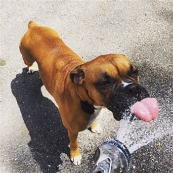 Dog drinks water cheap then throws it up